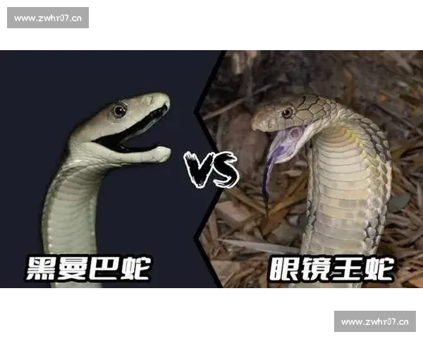 掰手腕竞技大赛：力量与技巧的较量，谁将最终称王